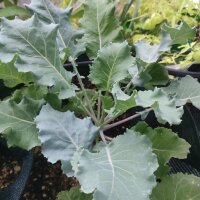 Wild Cabbage (Brassica oleracea ssp. oleracea)