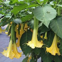 White Angels Trumpet (Brugmansia suaveolens) seeds