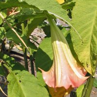 White Angels Trumpet (Brugmansia suaveolens) seeds