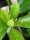 Royal Purple Brunfelsia/ Manaka Root (Brunfelsia grandiflora) seeds