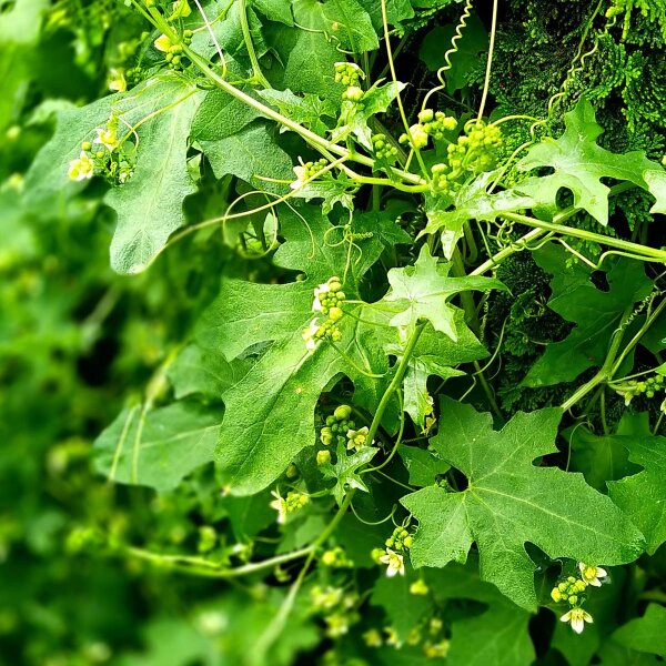 Red Bryony (Bryonia dioica) seeds