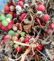 Red Bryony (Bryonia dioica) seeds