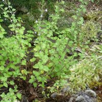 Lesser Calamint (Calamintha nepata) seeds