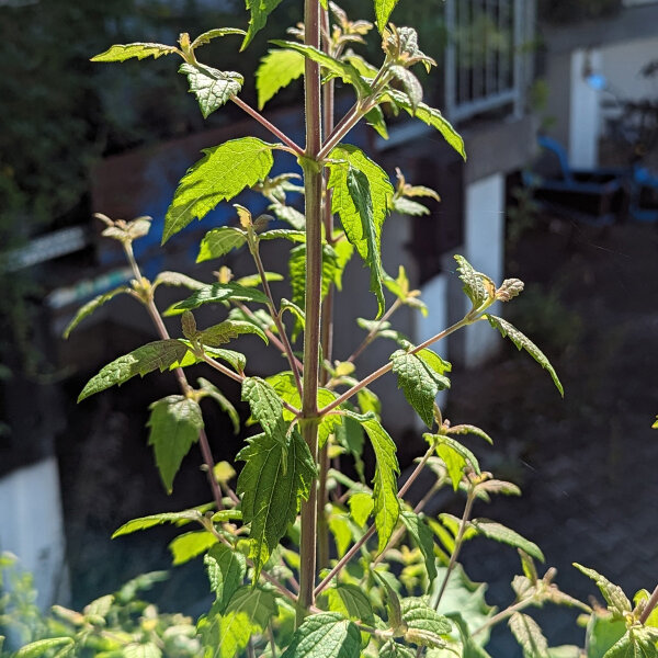 Dream Herb (Calea zacatechichi) seeds