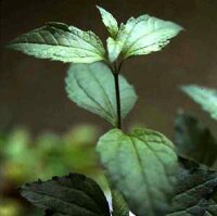 Dream Herb (Calea zacatechichi)