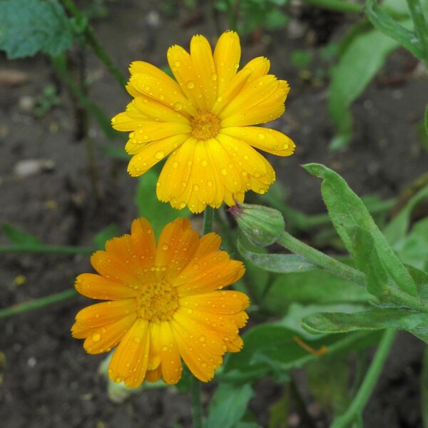 Marigold (Calendula officinalis) seeds