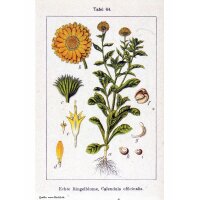 Marigold (Calendula officinalis) seeds