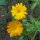 Marigold (Calendula officinalis) seeds