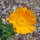 Marigold (Calendula officinalis) seeds