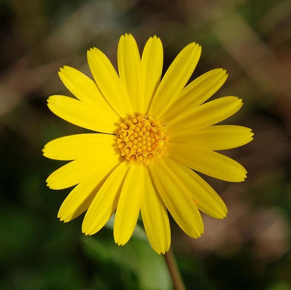 Field Marigold (Calendula arvensis) seeds