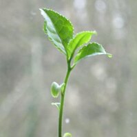 Tea (Camellia sinensis) seeds