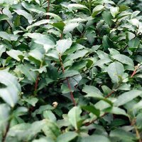 Tea (Camellia sinensis) seeds