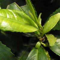 Tea (Camellia sinensis) seeds