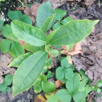 Tea (Camellia sinensis) seeds