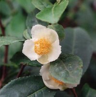 Tea (Camellia sinensis) seeds