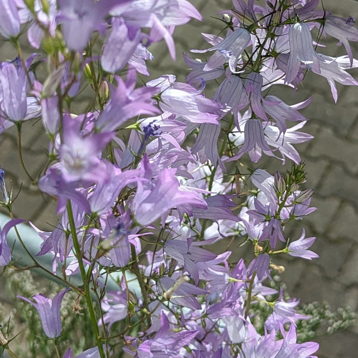 Rampion Bellflower (Campanula rapunculus) - approx. 500 seeds
