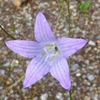 Rampion Bellflower (Campanula rapunculus) seeds