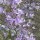 Rampion Bellflower (Campanula rapunculus) seeds