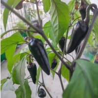 Poblano Mulato Chilli Pepper (Capsicum annuum) seeds