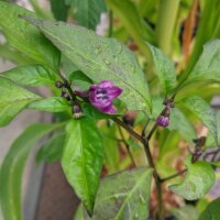 Poblano Mulato Chilli Pepper (Capsicum annuum)