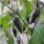 Poblano Mulato Chilli Pepper (Capsicum annuum) seeds