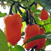Mexican Habanero Chilli Pepper (Capsicum chinense)
