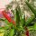 Tabasco Pepper (Capsicum frutescens) seeds