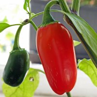 Jalapeño Pepper (Capsicum anuum) seeds