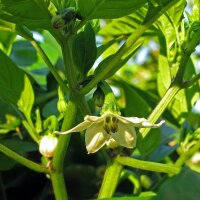 Jalapeño Pepper (Capsicum anuum) seeds
