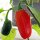 Jalapeño Pepper (Capsicum anuum) seeds