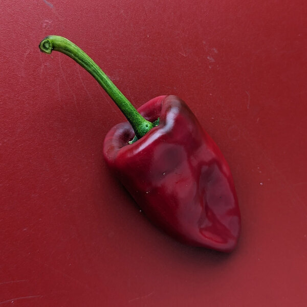 Chile Ancho / Poblano Pepper (Capsicum anuum) seeds