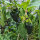 Chile Ancho / Poblano Pepper (Capsicum anuum) seeds