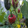 Chile Ancho / Poblano Pepper (Capsicum anuum) seeds