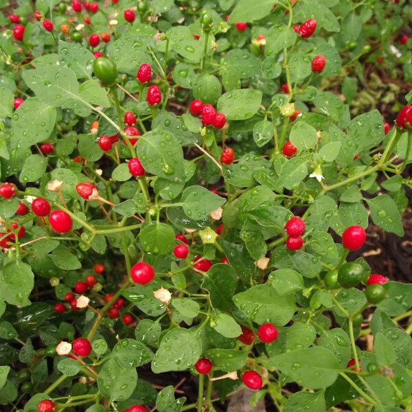 Tepin Pepper (Capsicum annuum var. aviculare) seeds