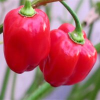 Caribbean Red Habanero Pepper (Capsicum chinense) seeds