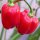 Caribbean Red Habanero Pepper (Capsicum chinense) seeds