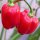 Caribbean Red Habanero Pepper (Capsicum chinense) seeds