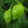 Caribbean Red Habanero Pepper (Capsicum chinense)