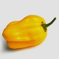 Aji Umba Habanero Pepper (Capsicum chinense)