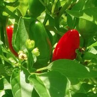 Chili Grandpas Siberian Home Pepper (Capsicum annuum) seeds