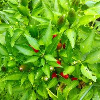 Chili Grandpas Siberian Home Pepper (Capsicum annuum) seeds