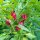 Chili Grandpas Siberian Home Pepper (Capsicum annuum) seeds