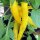 Ají Limón / Lemon Drop Pepper (Capsicum baccatum) seeds