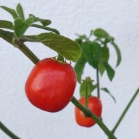 Rocoto Chili Pepper (Capsicum pubescens) seeds