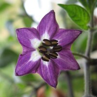 Rocoto Chili Pepper (Capsicum pubescens) seeds