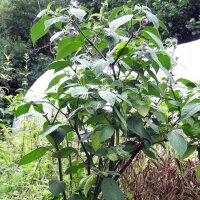 Rocoto Chili Pepper (Capsicum pubescens) seeds