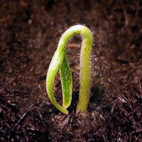 Rocoto Chili Pepper (Capsicum pubescens) seeds