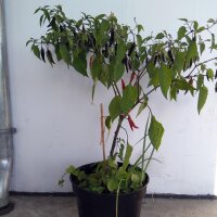 Chilaca Chili Pepper (Capsicum annuum) seeds