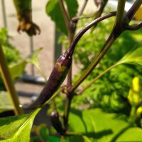 Chilaca Chili Pepper (Capsicum annuum) seeds