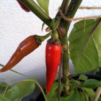 Chilaca Chili Pepper (Capsicum annuum) seeds
